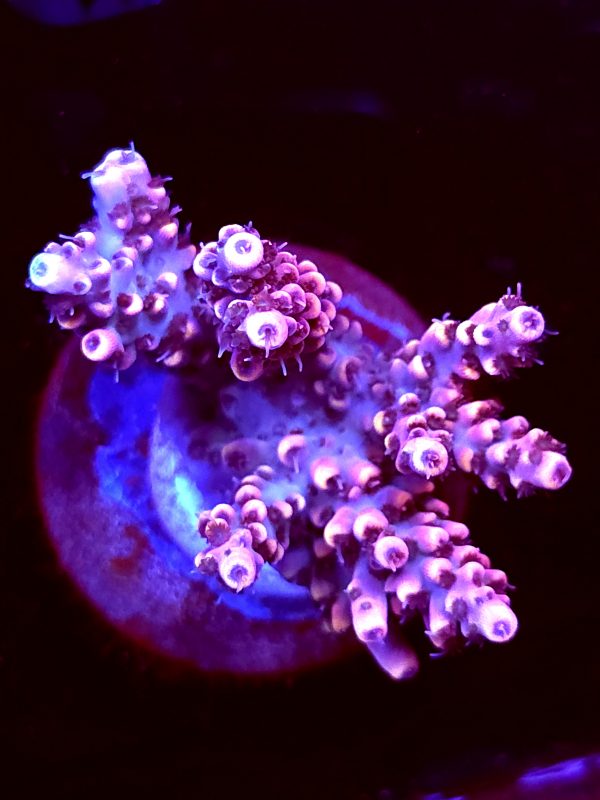 SBB "Gum Drop" Acro Medium Multibranch Colony