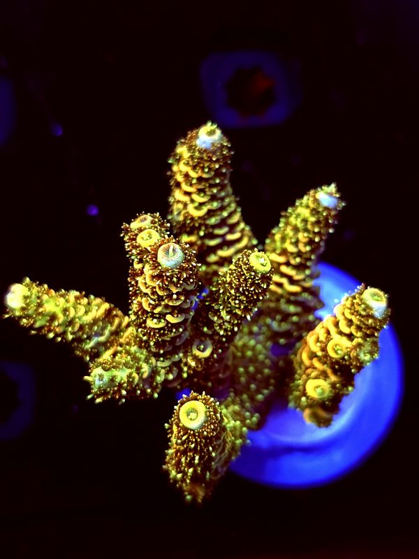 SBB "Orand Blast" Acro Large Multibranch Colony