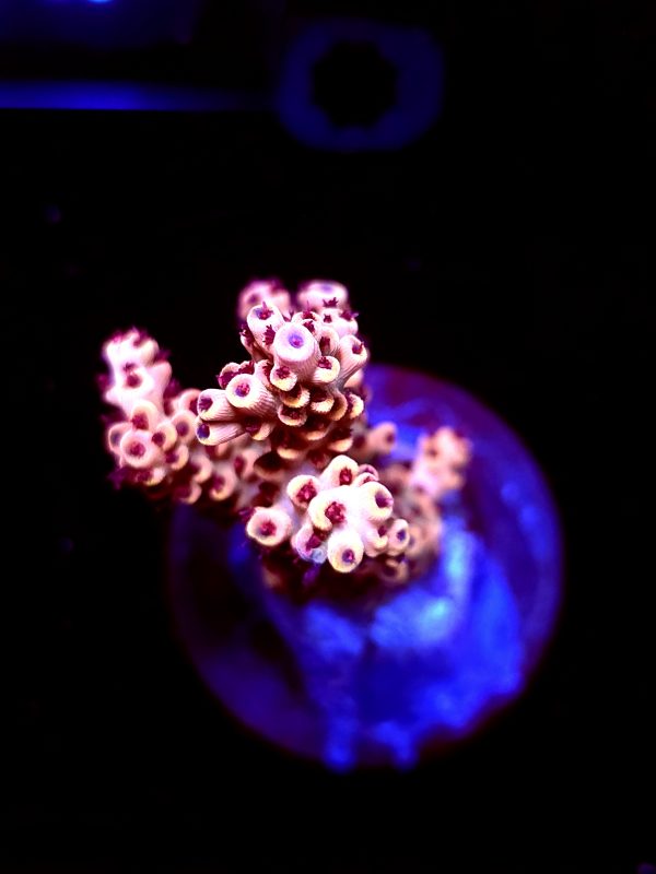 SBB "Old Glory" Acro Large 3 Branches Colony