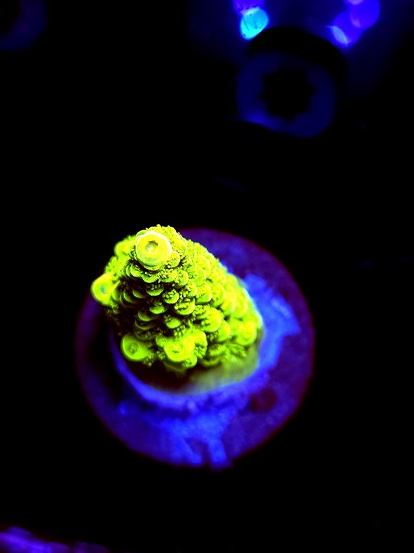 SBB "Mystery Signature" Acro Medium Chunky Colony