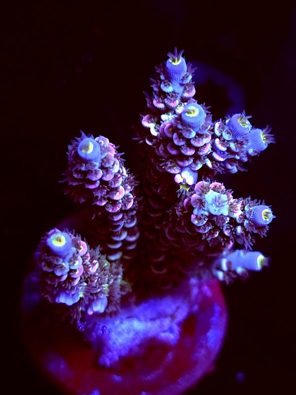 SBB "Dragon Wrath" Acro Large Multibranch Colony