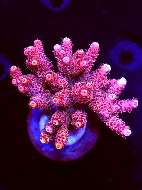 SBB "Double Rainbow" Acro Large Multibranch Colony