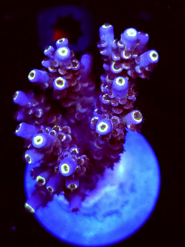 SBB "Mystery Signature" Acro Large Multibranch Colony