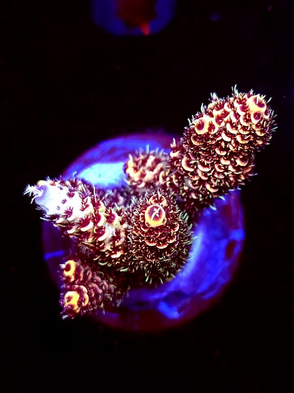 SBB "Lava Lynx" Medium 4 Branches Colony
