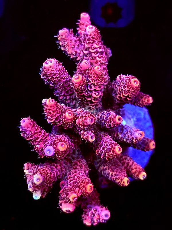 SBB "Mystery Signature" Acro Large Multibranch Colony