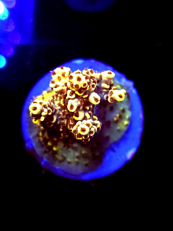 SBB "Bumble Bee" Acro Medium 3 Branch Crusted Colony