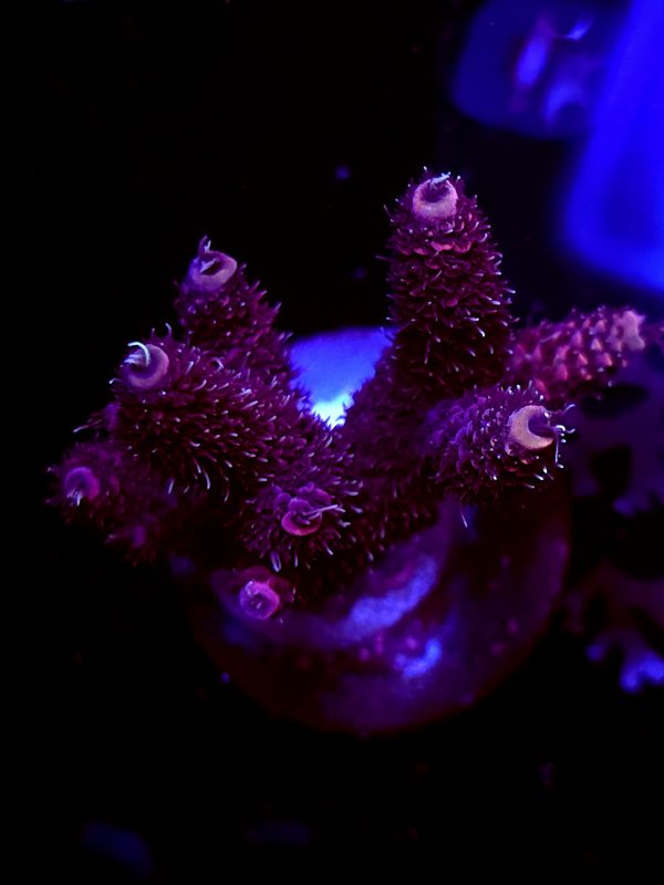 SBB "Wooly Mammoth" Acro Large Multibranch Colony