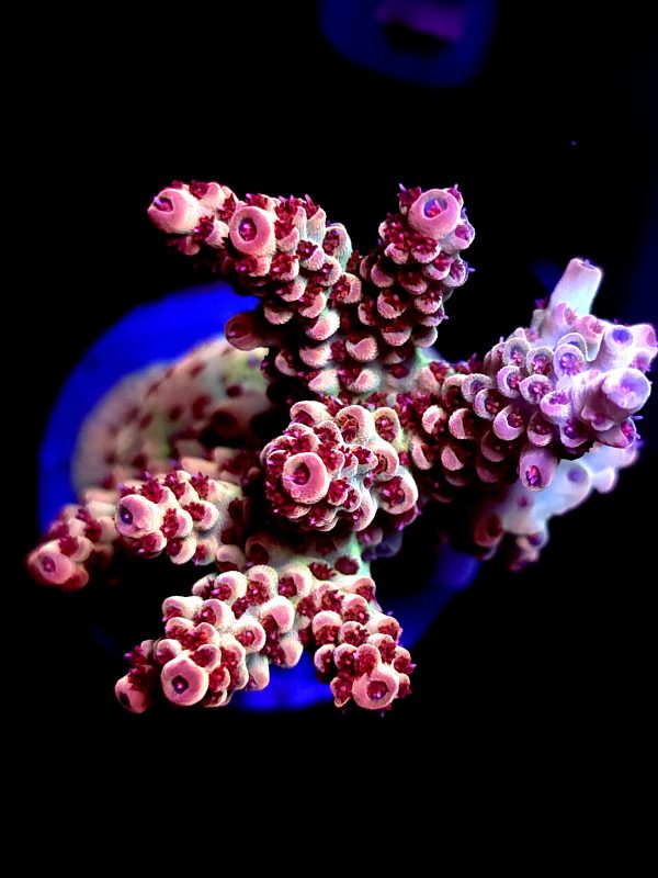 SBB "Old Glory" Acro Large Multibranch Colony