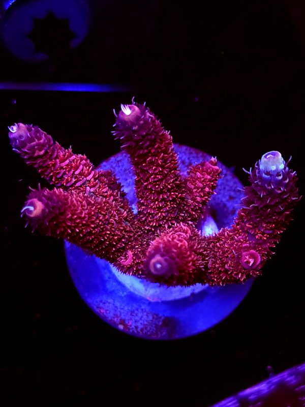 SBB "Fire Flare" Acro Large 4+ Branch Colony