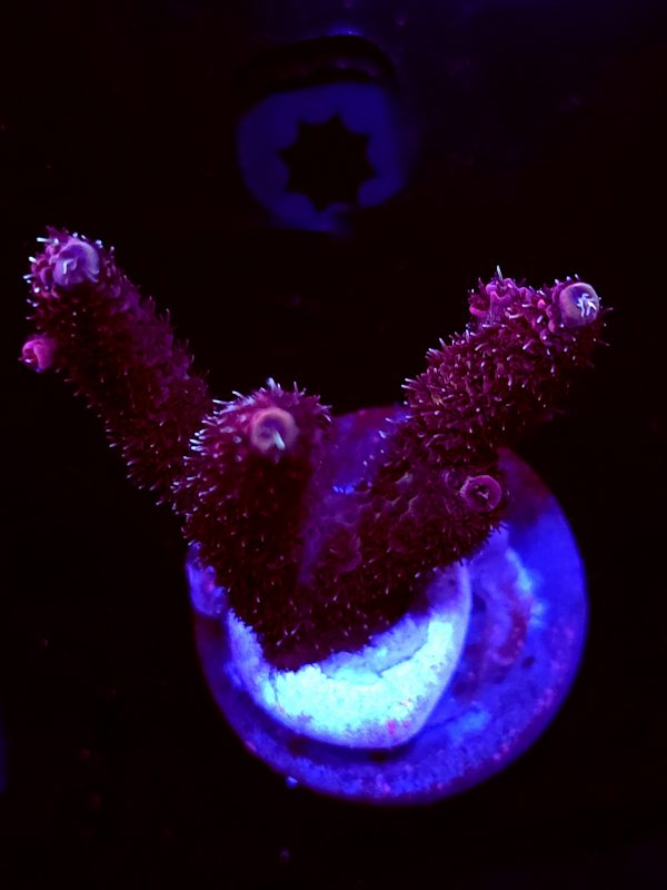 SBB "Wooly Mammoth" Acro Large 3 branch Colony