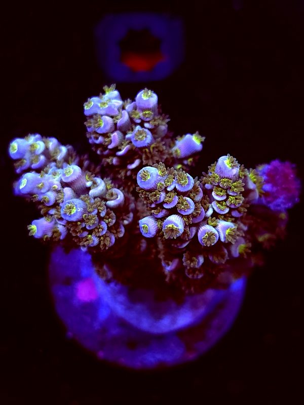 SBB "Royal Flame" Acro Large 4+ Branch Colony