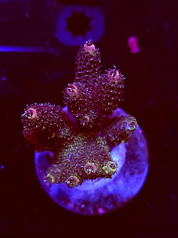 SBB "Solar Fuzz" Acro Medium Multibranch Colony