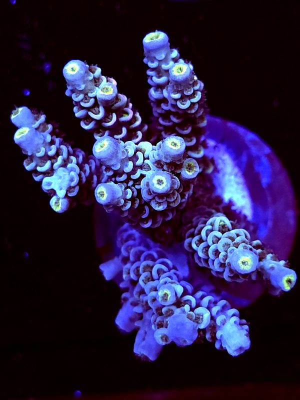 SBB "Coin Crush" Acro Large Multibranch Colony