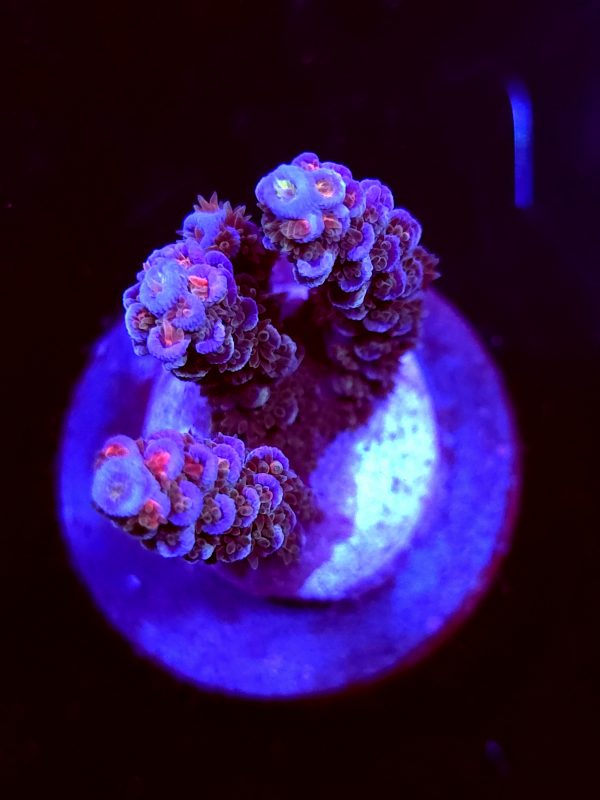 SBB "Flame Kiss" Acro Medium 3 Branch Colony