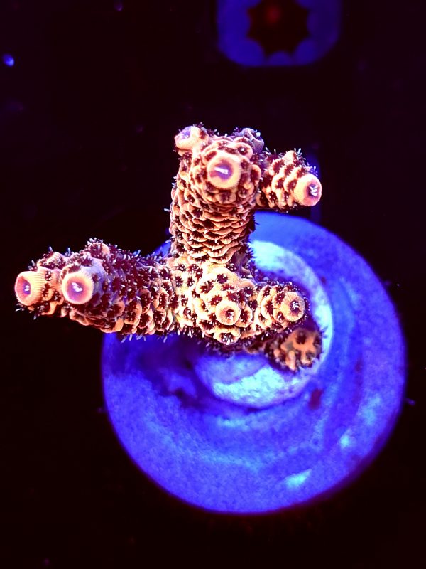 SBB "Jungle Tiger" Acro Medium 2 branch Colony