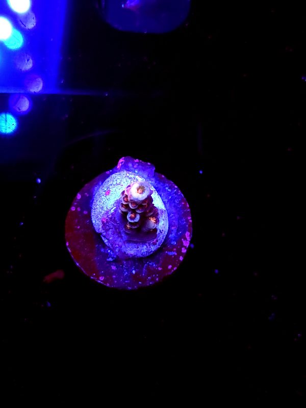 SBB "Flame ball" Acro Tiny