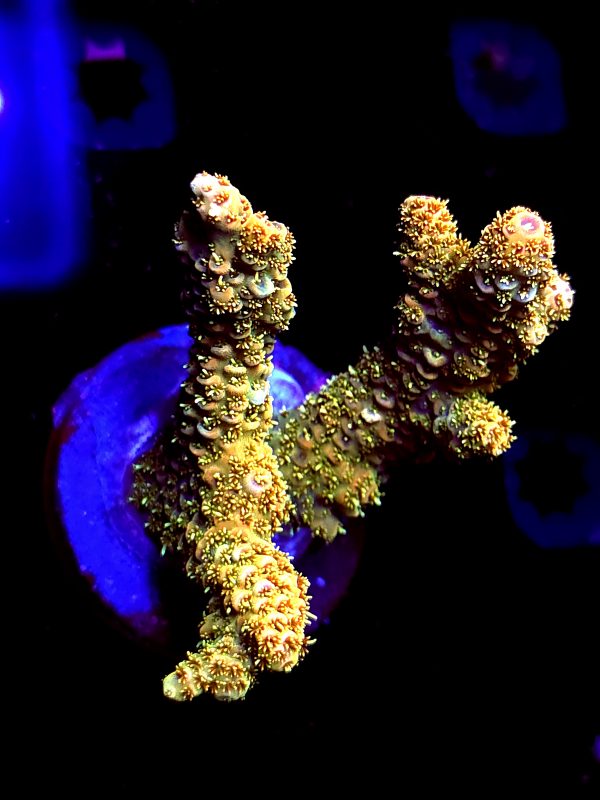 SBB "Orange Blast" Acro Large 3 Branch Colony