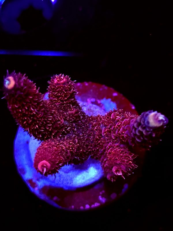 SBB "Fire Flare" Acro Medium 3+ Branch Colony