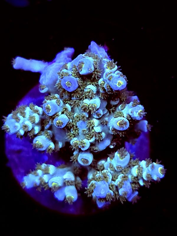 SBB "Vanilla Sky" Acro Medium multibranch Chunky Colony