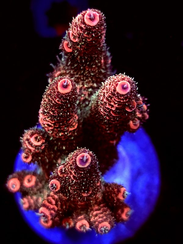 SBB "Orange Blast" Acro Large 4 Branch Colony