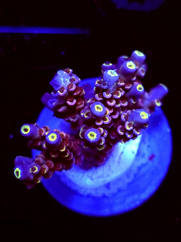 SBB "Plasma Pop" Acro Medium Multibranch Colony