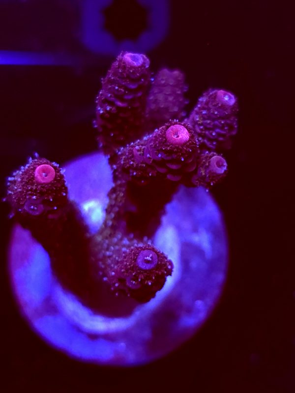 SBB "Molten Cinder" Acro Large 3 Branch Colony
