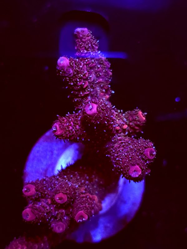 SBB "Mystery Signature" Acro Large Multibranch Colony