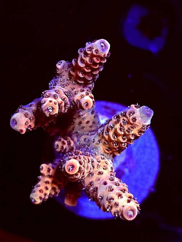 SBB "Jungle Tiger" Acro Large Multibranch Colony