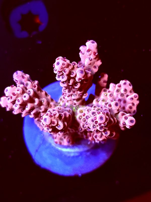 SBB "Fruit Berry" Acro Medium MultiBranch Colony