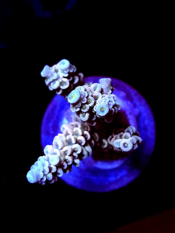 SBB "Cosmo Candy" Acro Medium 4 Branch Colony