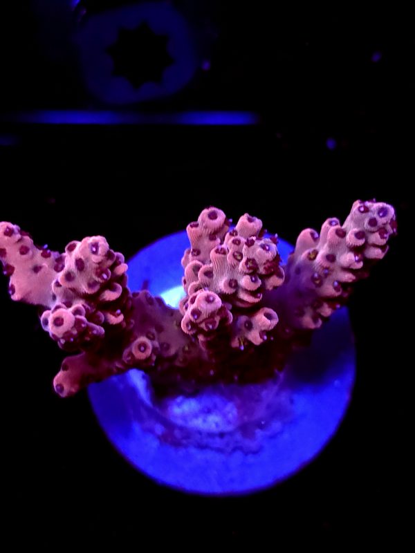 SBB "Fruit Berry" Acro Medium 3 Branch Colony