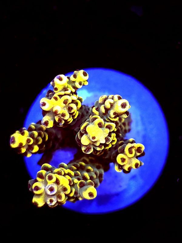 SBB "Bee Hive" Acro Medium 4 Branch Colony