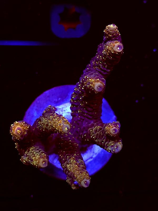 SBB "Orange Blast" Acro Large Multibranch Colony