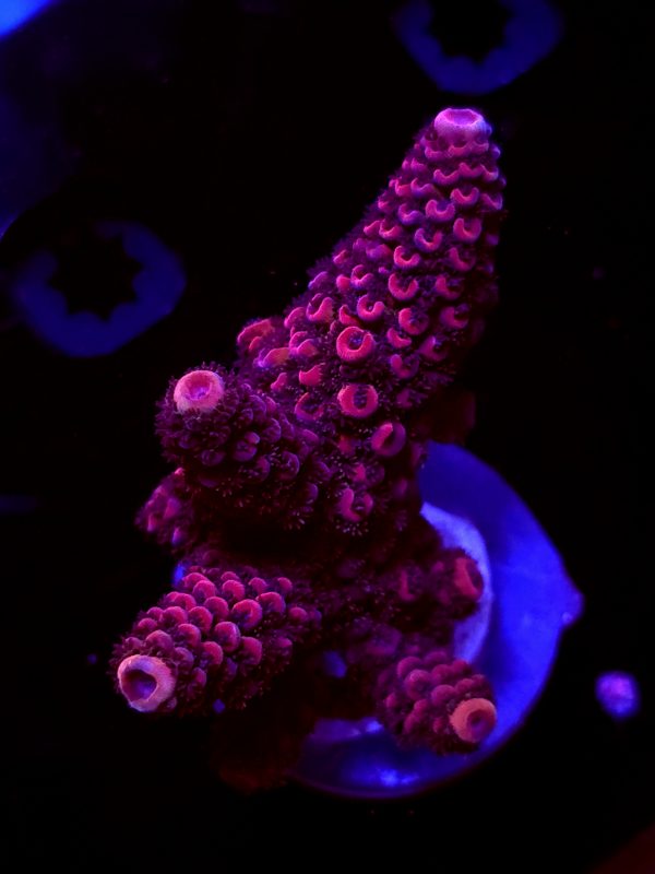 SBB "Purple Tron" Acro Large Multibranch Colony