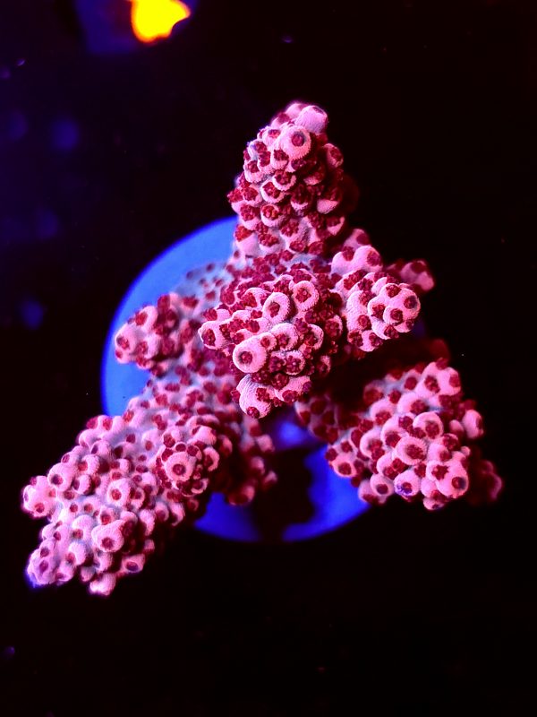 SBB "Fruit Berry" Acro Large Multibranch Colony
