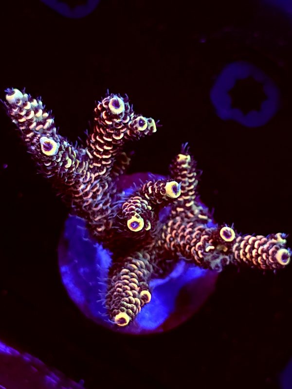 SBB "Snow Cone" Acro Large Multibranch Colony