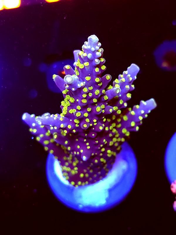 SBB "Mystery Signature" Acro Xlarge Multibranch Colony
