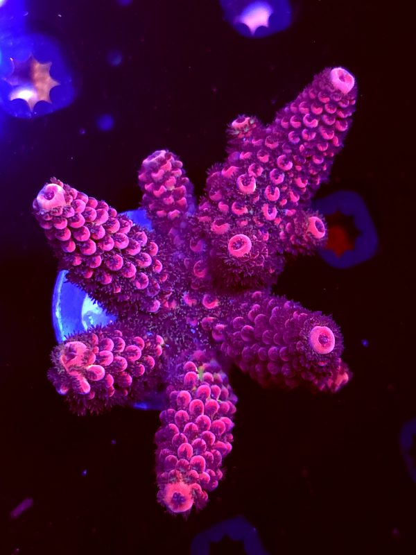 SBB "Purple Tron" Acro XLarge Multibranch Colony
