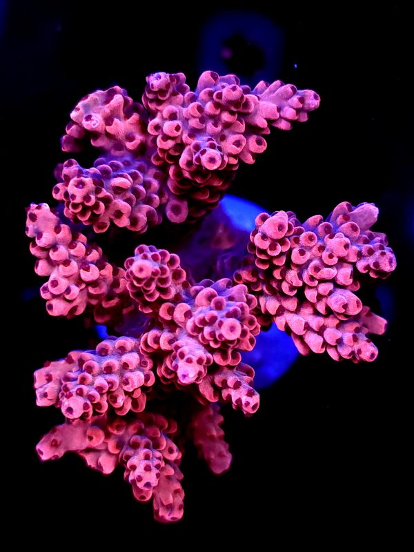 SBB "Red Razz" Acro Xlarge Multibranch Colony