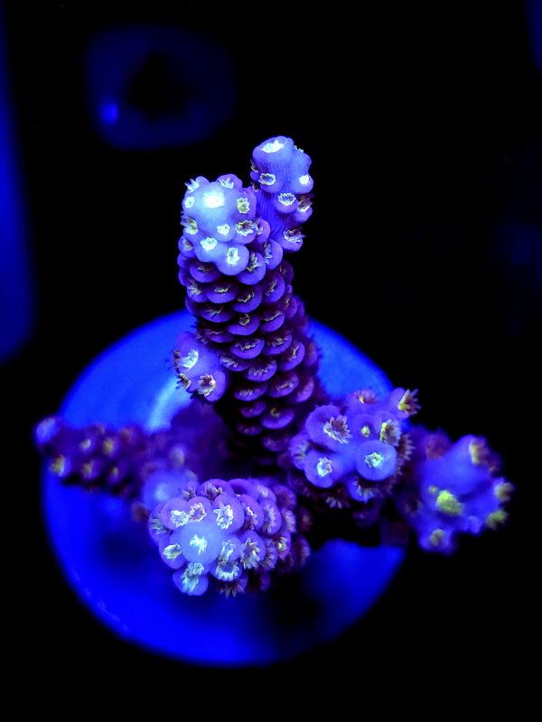 SBB "Hot Rod" Acro Large 3 Branch Colony