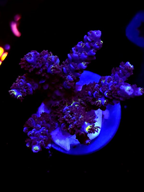 SBB "Blue Blaze" Acro Large Multibranch Colony