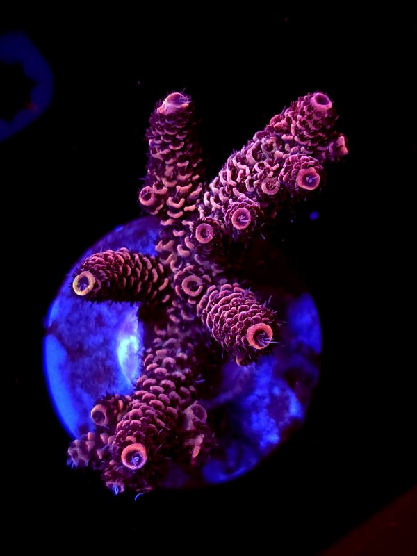 SBB "Papaya king" Acro Medium Multibranch Colony