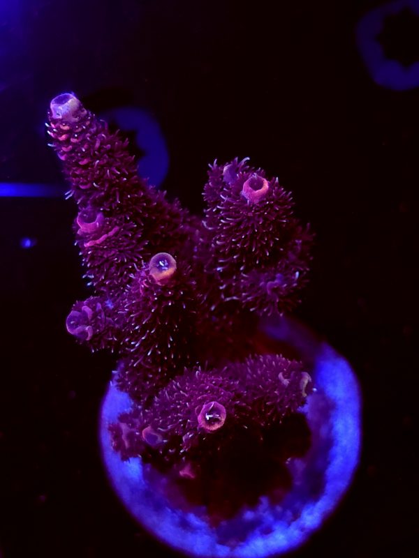 SBB "Wooly Mammoth" Acro Large 3+ Branch Colony