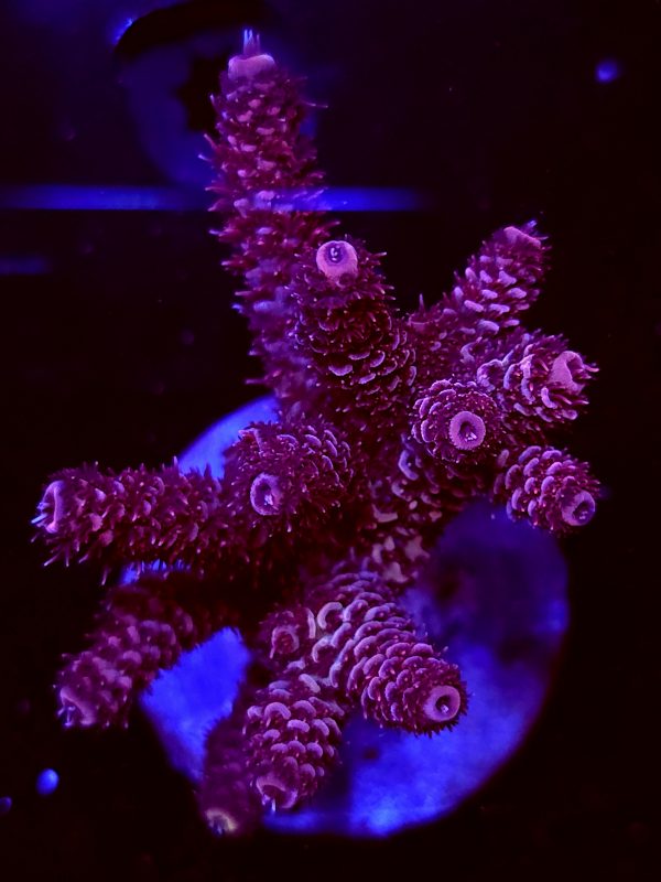 SBB "Papaya king" Acro Large Multibranch Colony