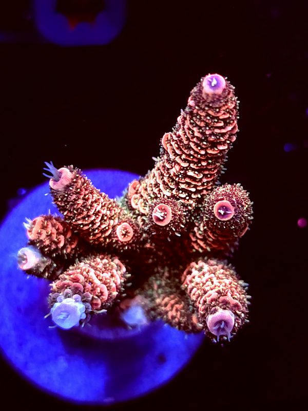 SBB "Orange Blast" Acro Medium Multibranch Colony
