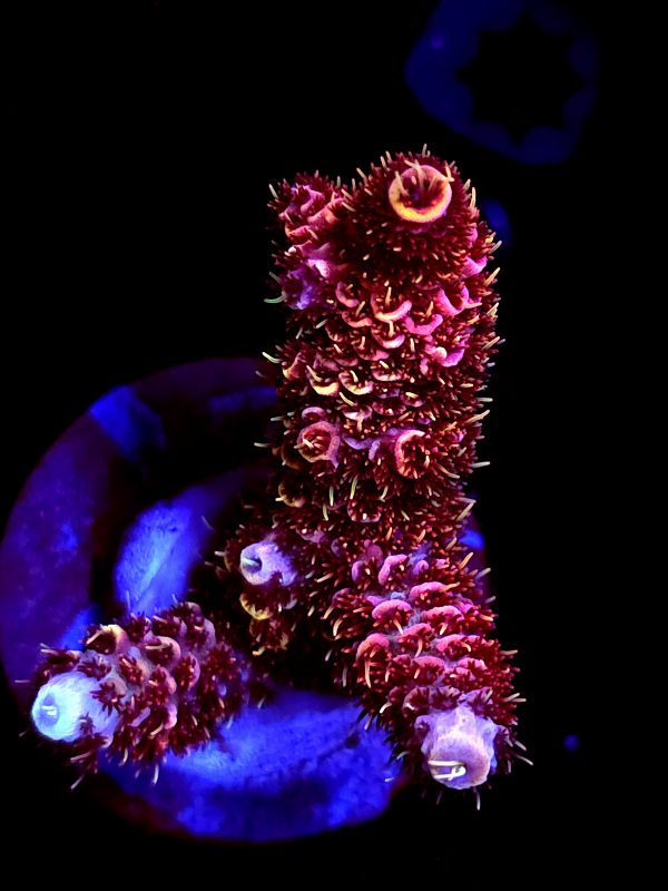 SBB "Fire Dragon" Acro Medium 3 Branch Colony