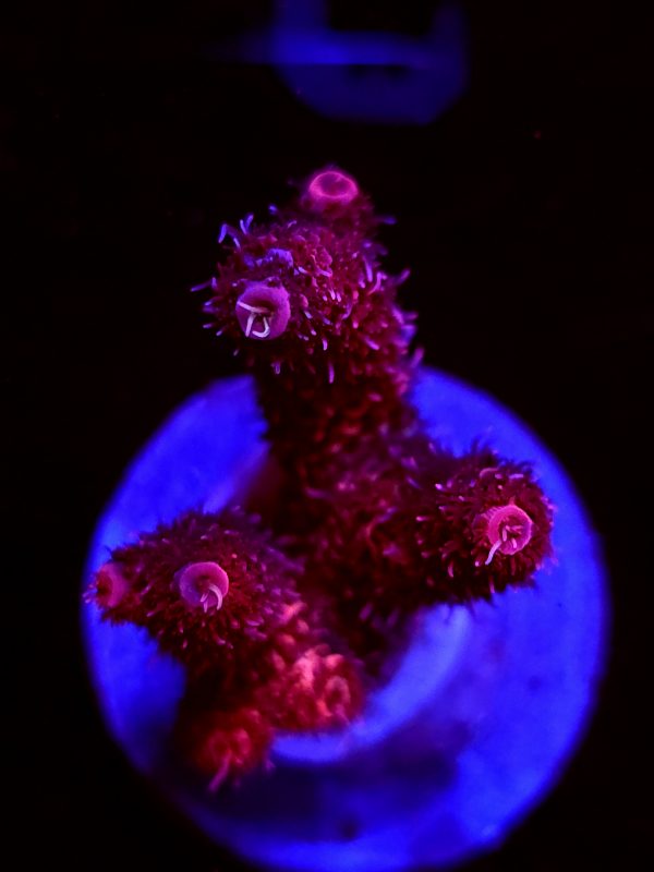 SBB "Fire Orchid" Acro Medium 3 Branch Colony