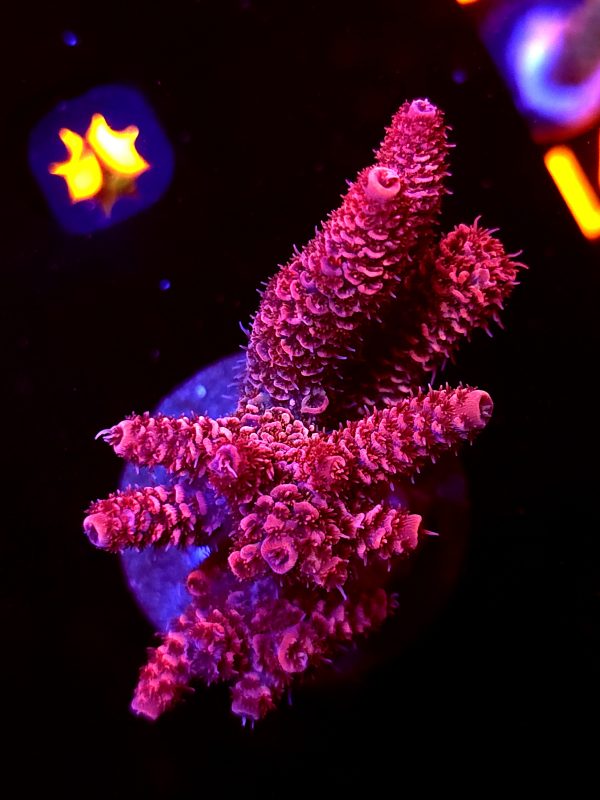 SBB "Flame Knight" Acro Large 4 Branch Colony