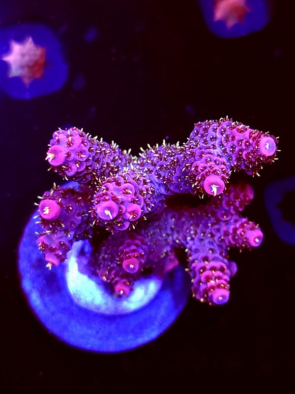 SBB "Mystery Signature" Acro Large Multibranch Colony