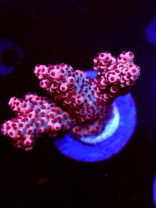 SBB "Fruit Berry" Acro Large 3 Branch Colony
